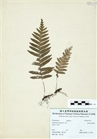 藏品(亞德氏水龍骨)的圖片